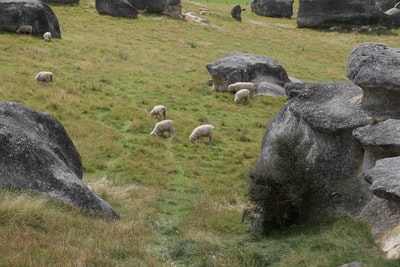 群绵羊在绿色草地白天

